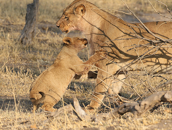 Hwange NP