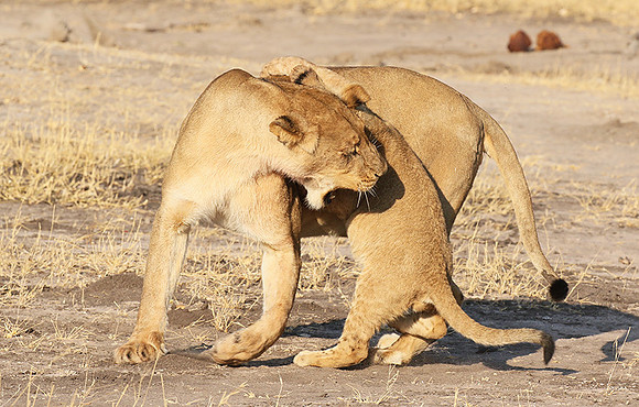 Hwange NP