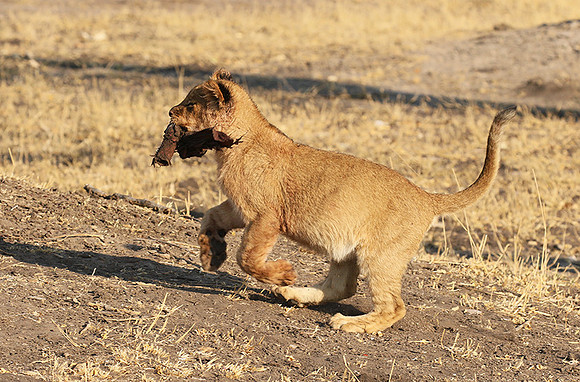 Hwange NP
