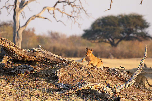 Hwange NP