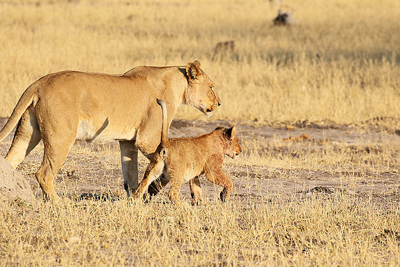 Hwange NP