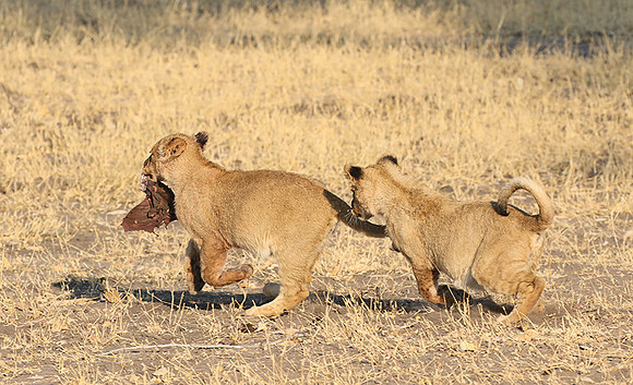 Hwange NP
