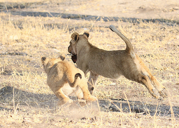 Hwange NP