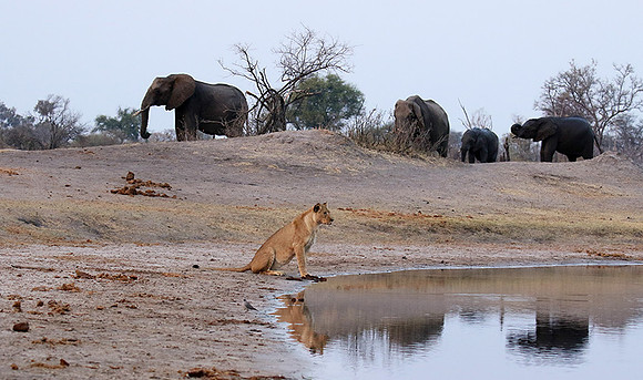 Hwange NP