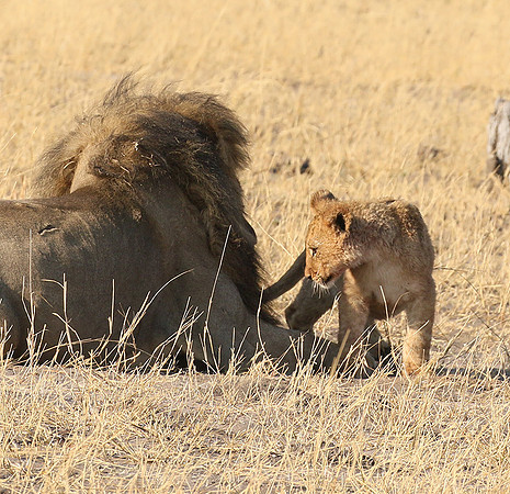 Hwange NP