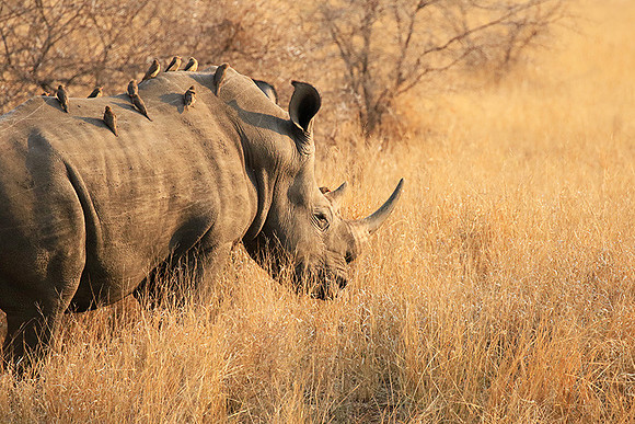 White rhino