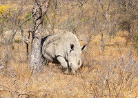 White rhino