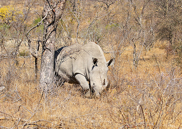 White rhino