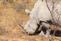 White rhino