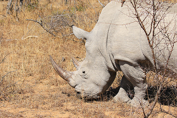 White rhino
