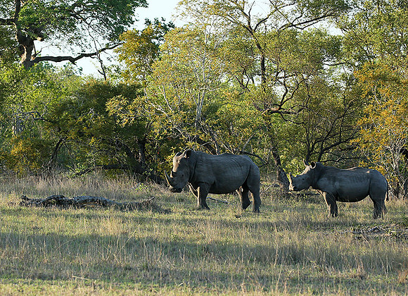 At Mala Mala game reserve