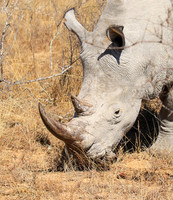 White rhino