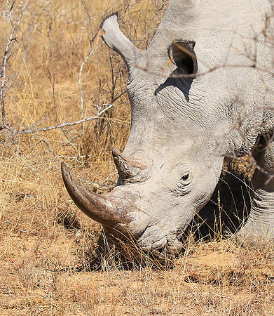 White rhino