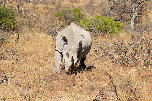 White rhino