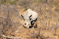 White rhino