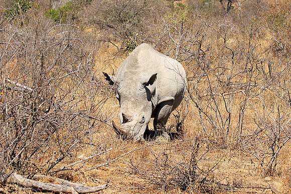 White rhino