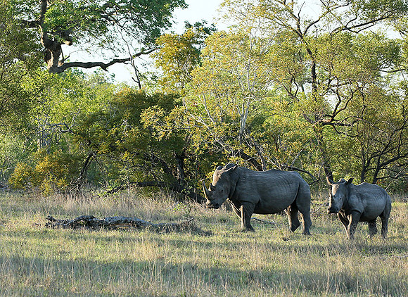 At Mala Mala game reserve