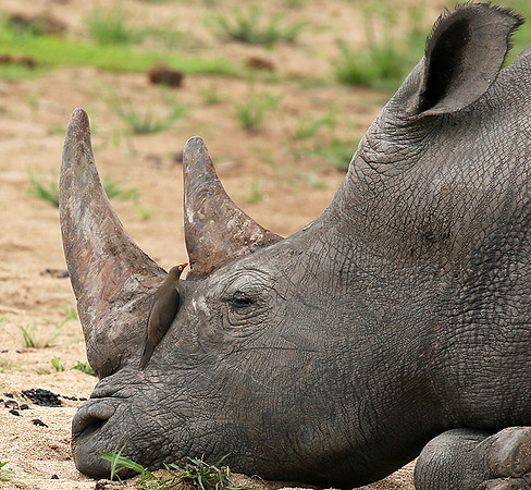 At Mala Mala game reserve