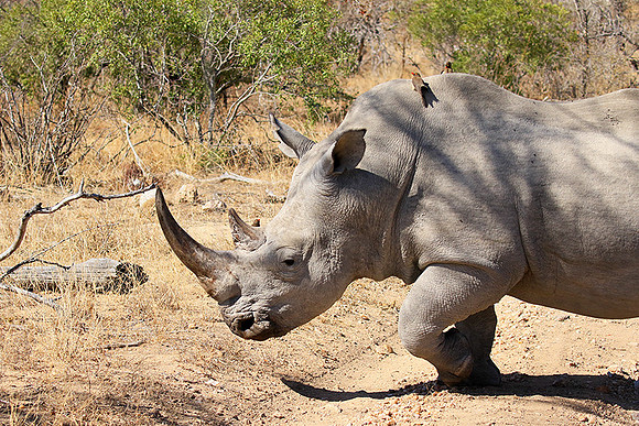 White rhino