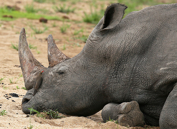 At Mala Mala game reserve