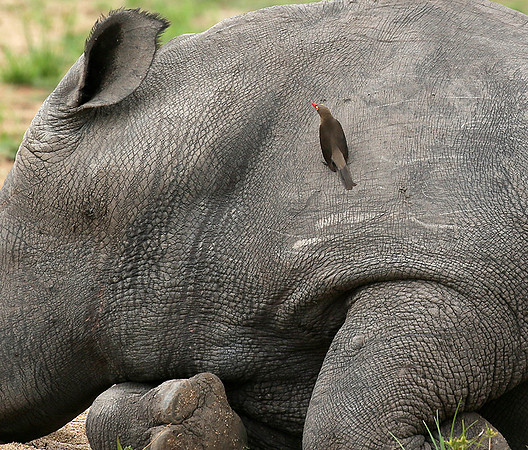 At Mala Mala game reserve