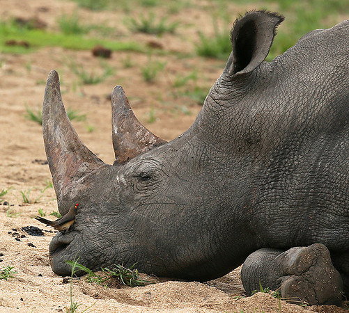 At Mala Mala game reserve