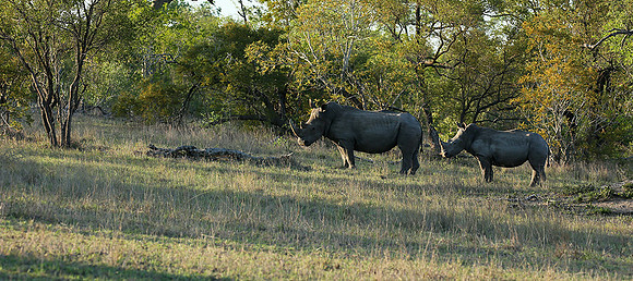 At Mala Mala game reserve