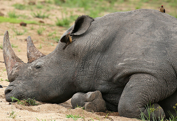 At Mala Mala game reserve