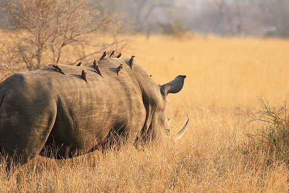 White rhino