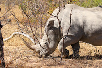 White rhino