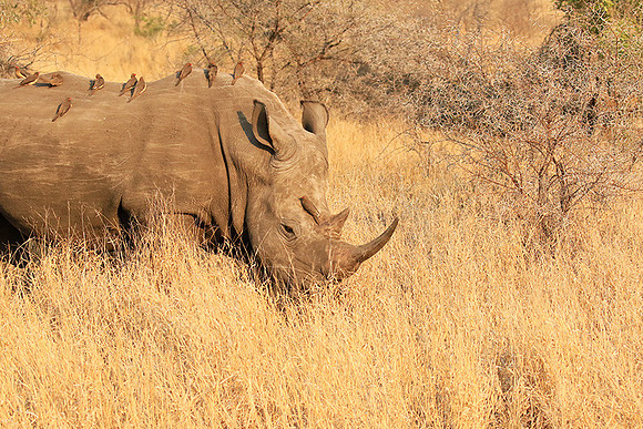 White rhino