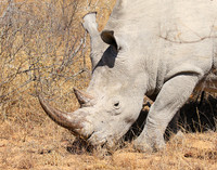 White rhino