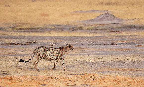 Hwange National Park