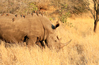 White rhino