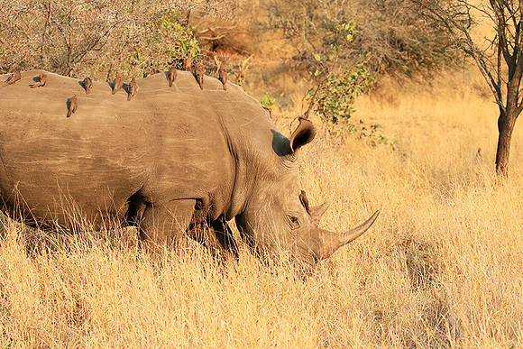 White rhino