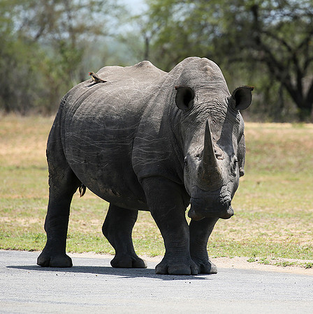 At Mala Mala game reserve