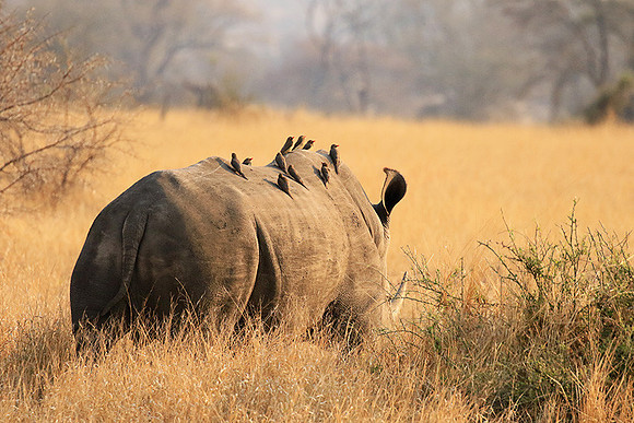 White rhino