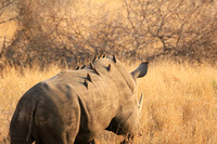 White rhino
