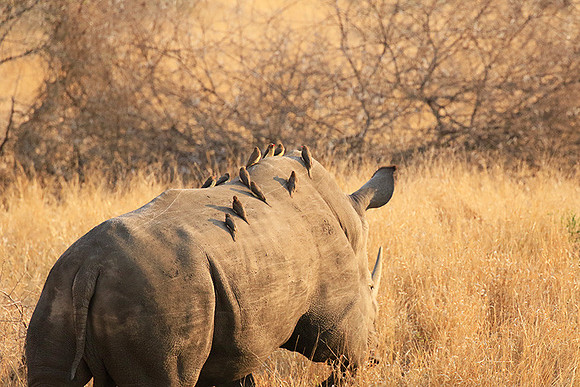 White rhino