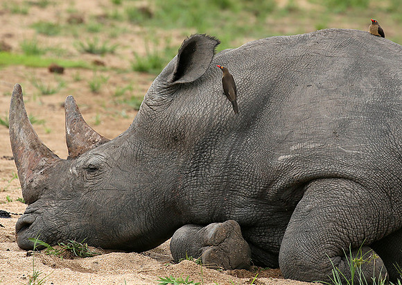 At Mala Mala game reserve