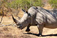 White rhino