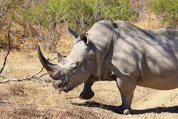 White rhino