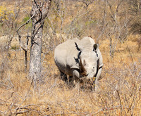 White rhino
