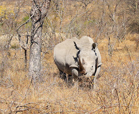 White rhino