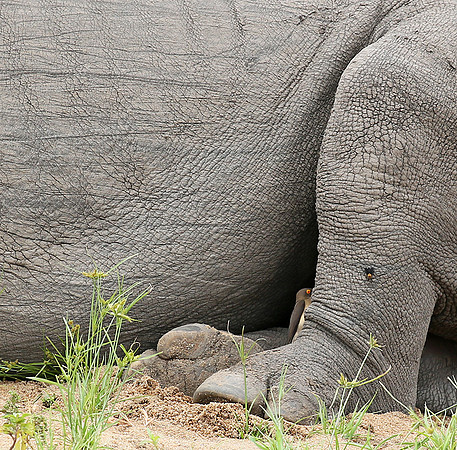 At Mala Mala game reserve