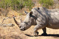 White rhino