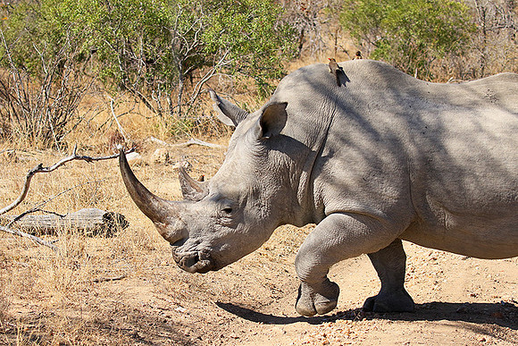 White rhino