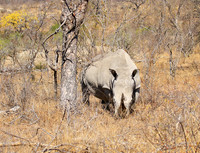White rhino