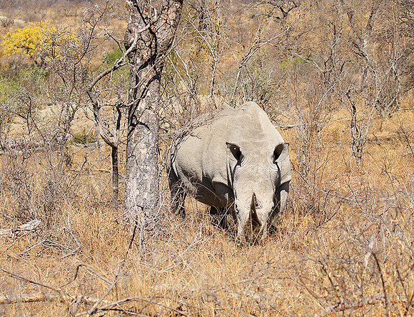 White rhino