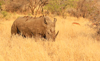 White rhino